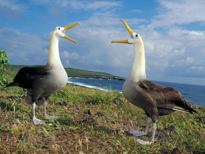 Общение альбатросов
