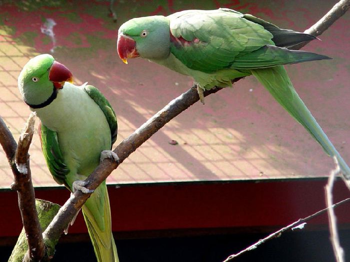 Александрийские попугаи
