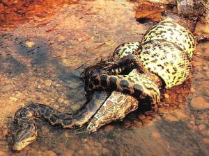 Крокодил и анаконда фото
