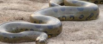 Анаконда змея. Описание, виды и образ жизни анаконды