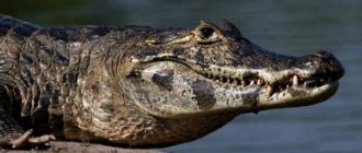 Крокодиловый кайман: фото, видо