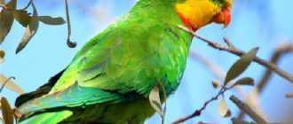 Австралийский попугай: фото, видео