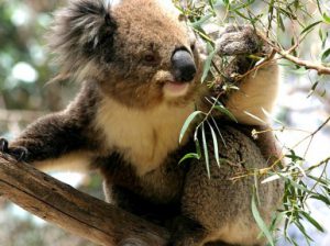 Животные Австралии. Название и описание животных Австралии.