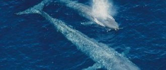 Синий кит животное. Описание и образ жизни синего кита