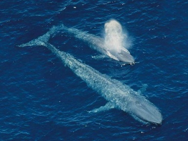 Синий кит животное. Описание и образ жизни синего кита