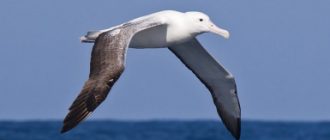 Альбатрос - самая большая птица в мире