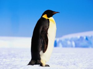 Императорский пингвин. Описание и образ жизни императорского пингвина