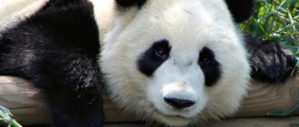 Панда большая и малая. Описание панды