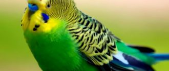 Волнистый попугай - классификация, содержание. Описание волнистых попугайчиков
