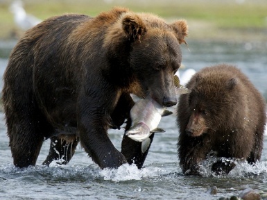 Бурый медведь. Описание, виды и образ жизни бурых медведей