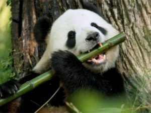 Что ест панда? Чем питается панда?