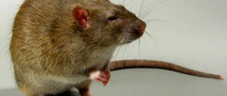 Крыса животное. Описание и образ жизни серой крысы