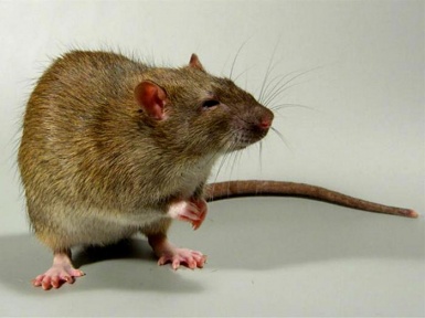 Крыса животное. Описание и образ жизни серой крысы