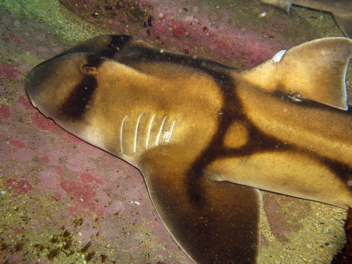 Австралийская бычья акула
