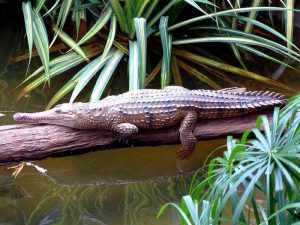 Австралийский узкорылый крокодил фото