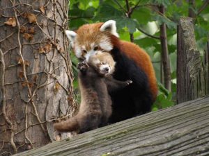 Заботливая мама панда