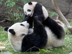 Панда воспитатель