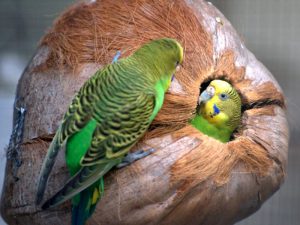 Оригинальное гнездо попугая