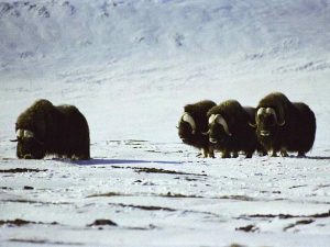 Овце-быки острова Врангеля фото