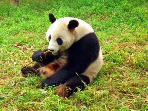 Бамбук еда панды