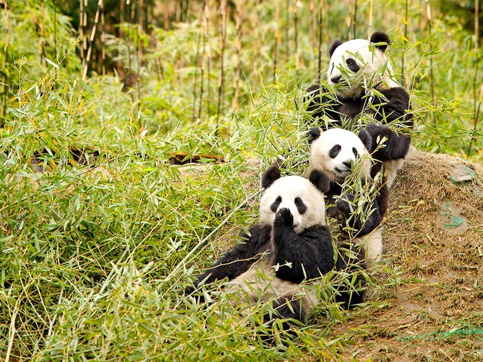 Семейка панд