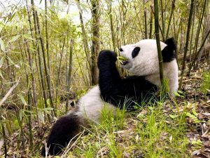 Китайский бамбуковый медведь фото