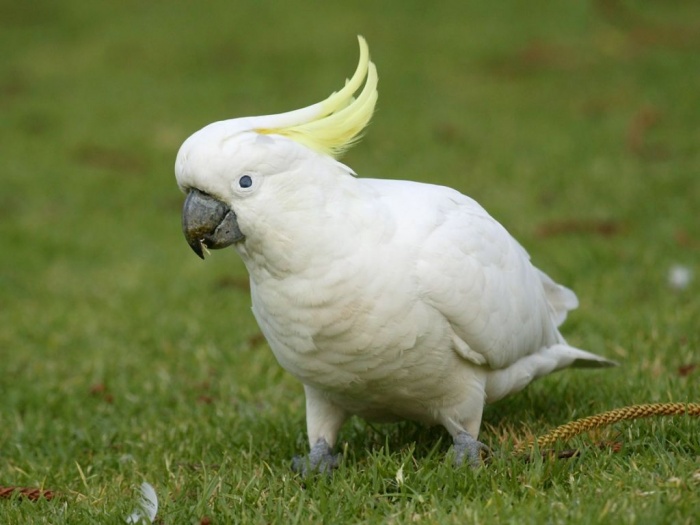 Попугай Флинта