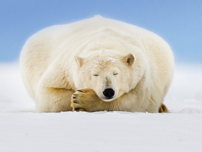Сон белого медведя