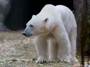 Гренландский медведь фото