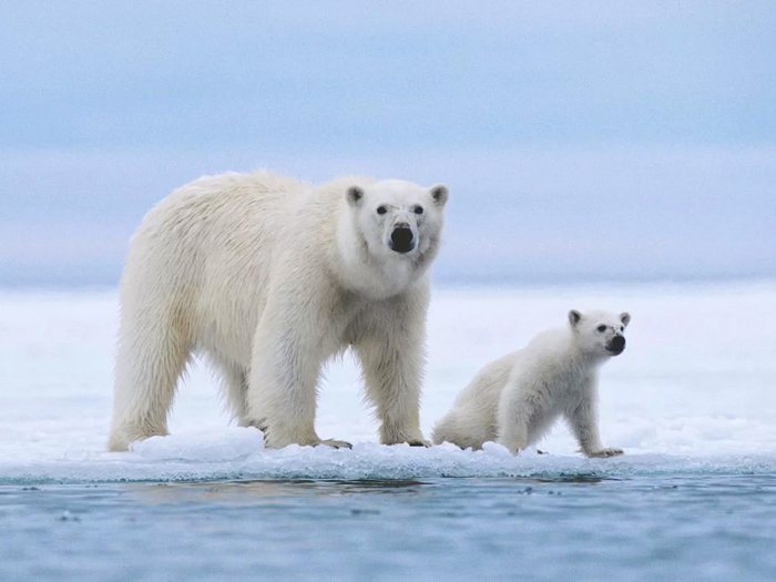 Белая медведица с медвежонком на льду