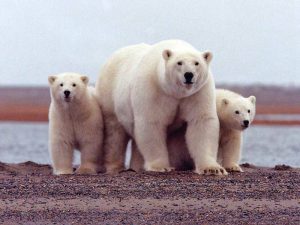 Три белых медведя фото