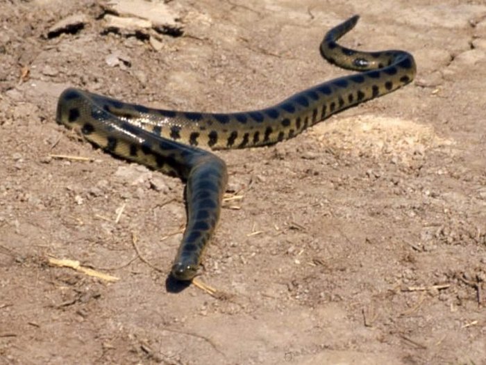 Анаконда - водяная змея