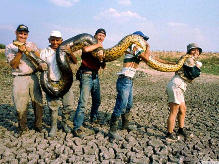 Самые большие змеи в мире