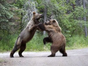 Бой медведей фото