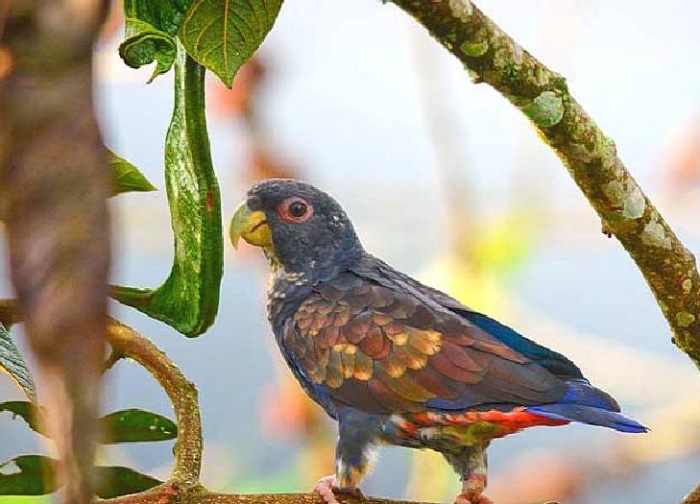 Бронзовокрылый попугай