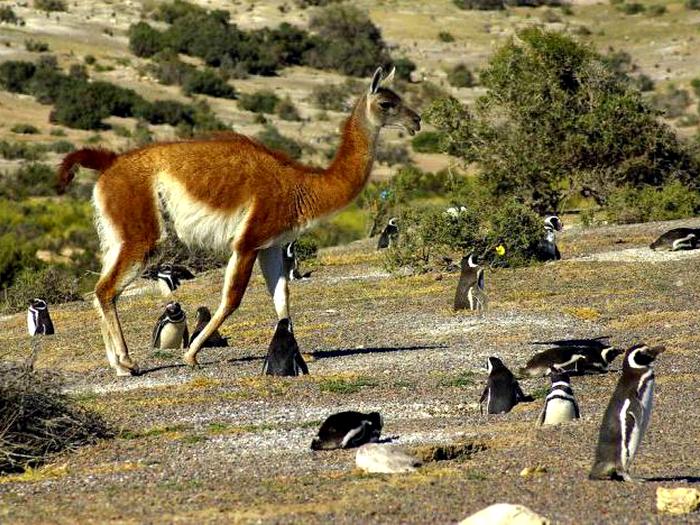 Пингвины соседи гуанако