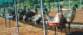 Интересные факты об эму. 10 фактов о страусе эму