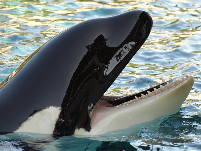 Фото: Это не дельфин, а кит-убийца!