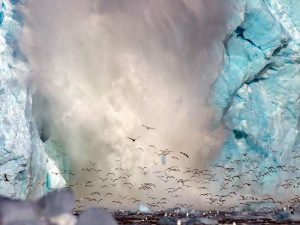 Чайки на леднике фото