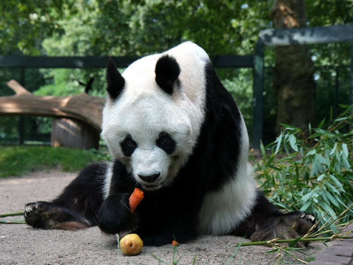Панда и овощи
