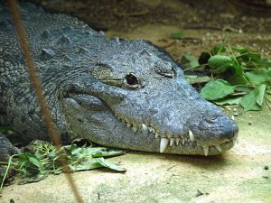 Крокодил Мореле