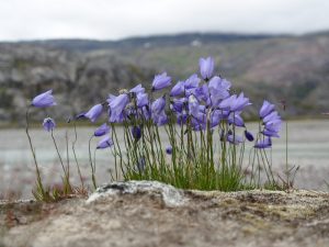 Цветы Гренландии фото