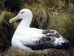 Альбатрос в гнезде фото