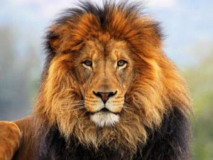 Африканский лев фото