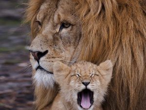 Интересные факты о львах. 12 фактов о льве