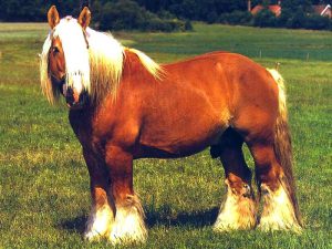 Датский тяжеловоз — Ютландская лошадь