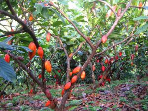 Какао деревья в Южной Америке