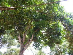 Дерево авокадо фото