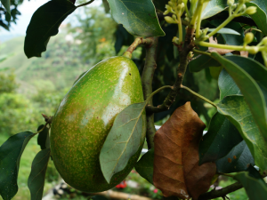 Дерево авокадо фото