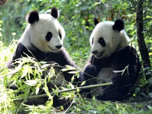Две взрослые панды